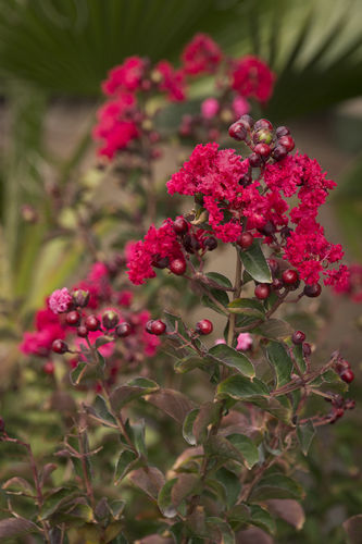 Arbusto con flor para macizo - 0886  - Monrovia - con flores rojas