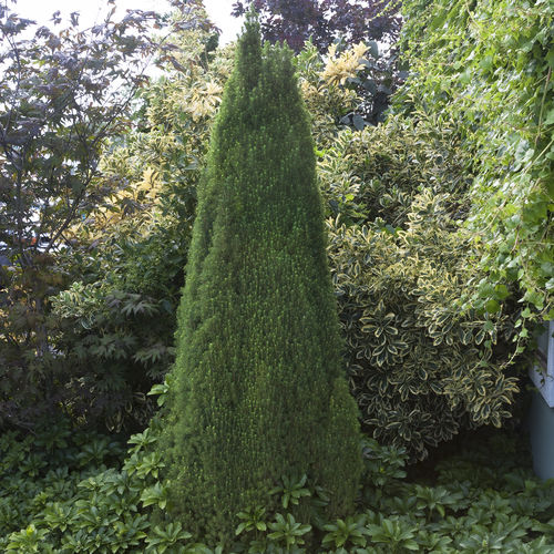 Árbol resinosos - 6462 - Monrovia