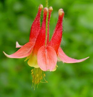 Plantón floral perenne - Aquilegia canadensis 'Little Lanterns' - North Creek Nurseries Inc - rojo / amarillo / para jardín