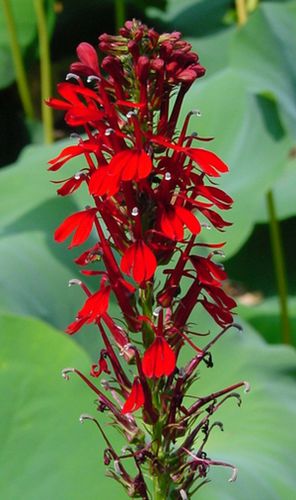 Plantón floral perenne - Lobelia cardinalis - North Creek Nurseries Inc - rojo / para corte / resistente a los ciervos