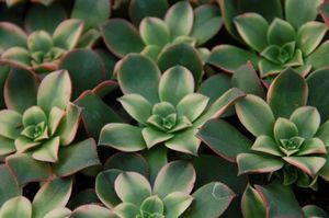 Planta suculenta perenne - Aeonium 'Kiwi' - Peace Tree Farm - para maceta / para jardín / para macizo