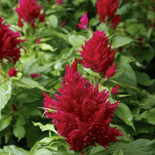 Plantón floral anual - FLAMMA - Sakata Seed America Inc - rojo / mezcla de colores / naranja