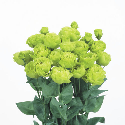 Plantón floral anual - ROSANNE 2 - Sakata Seed America Inc - verde / para corte / híbrido
