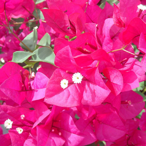 Plantón floral perenne - San Diego Red - Vista Farms - rosa / trepador