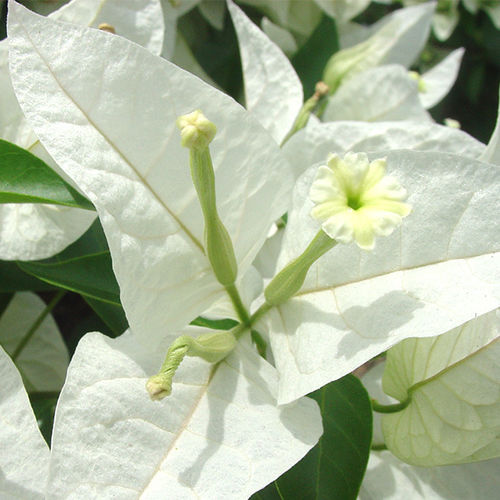 Plantón floral perenne - Rijnstar White - Vista Farms - blanco / trepador