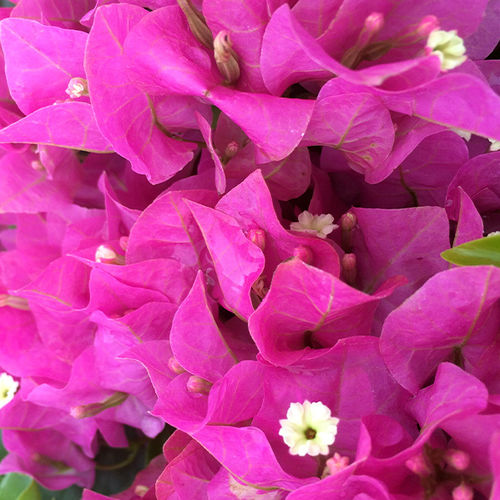 Plantón floral perenne - Vera Pink - Vista Farms - rosa / trepador