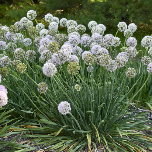 Plantón floral perenne - Allium 'Bobblehead' - Walters Gardens Inc - violeta / para corte / para jardín