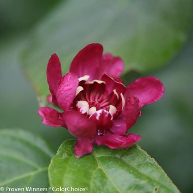 Plantón floral perenne - Aphrodite - Willowbend Nursery Inc - rojo