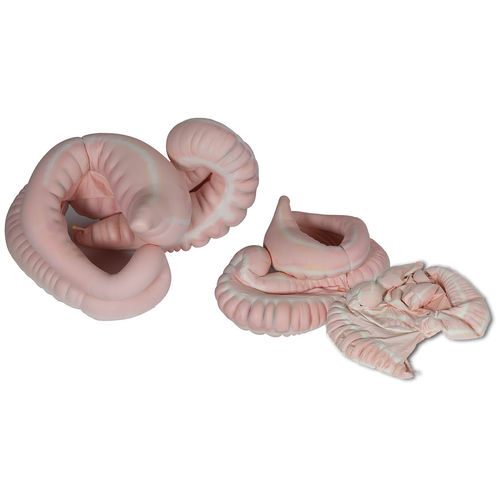 Maniquí para prácticas veterinarias de anatomía - GI Tract - Veterinary Simulator Industries Ltd. - de formación / para caballos / de parte superior del cuerpo