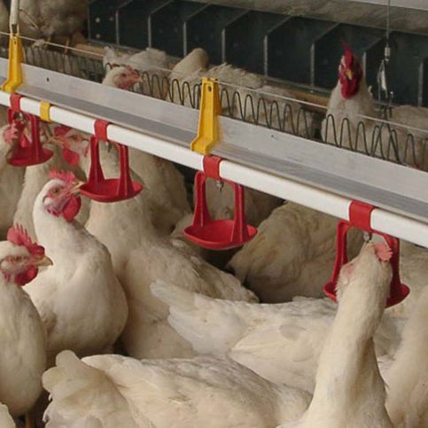 Bebedero para aves de corral - HH20  - CUMBERLAND - de plástico / con boquillas / multiacceso