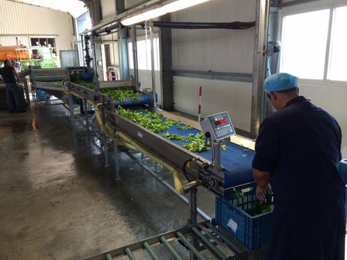 Estación de lavado para fruta - Koppert Machines - automática / programable