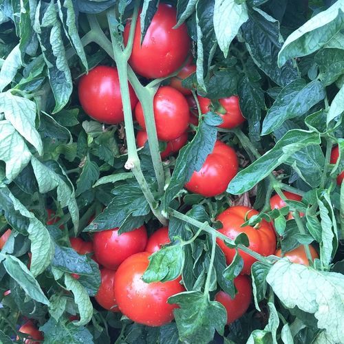 Semilla de tomate roja - JOLENE F1 - Bejo Zaden B.V. - precoz / redonda / híbrida