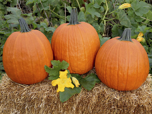 Semilla de calabaza precoz - Apollo - HM.CLAUSE - resitente al oídio / híbrida