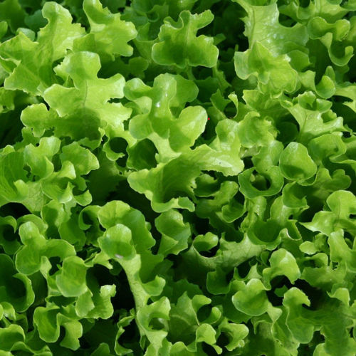 Semilla de lechuga resitente al oídio - Ashbrook - Tozer Seeds Ltd - resistente al crecimiento de los tallos