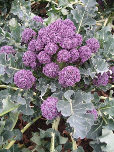 Semilla de brócoli precoz - Rioja - Elsoms Seeds - de primavera