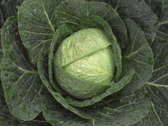 Semilla de col precoz - Renton - Elsoms Seeds - de invierno