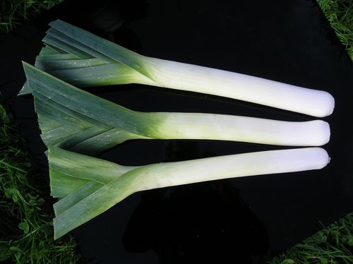 Semilla de puerro precoz - Lancia - Elsoms Seeds - de verano