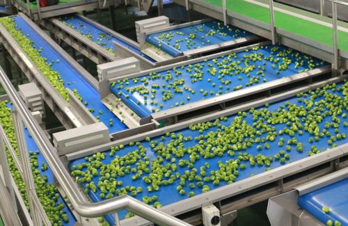 Transportador para fruta - Tong Engineering - para patatas / para las zanahorias / de bulbo