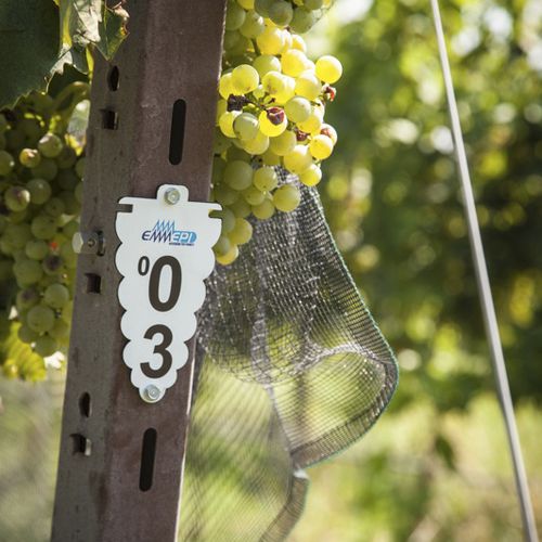 Etiqueta hortícola de plástico - GRAPES - EMMEPI SRL