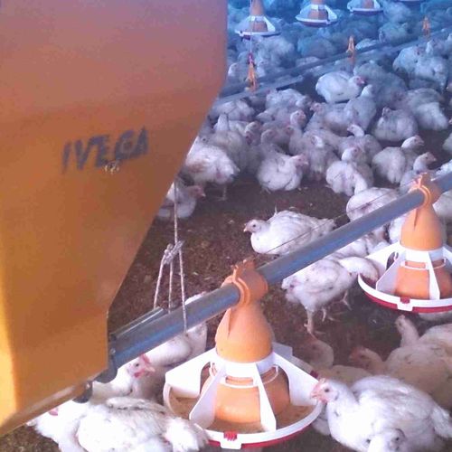 Equipo de alimentación para aves de corral - Sistema de comederos automatico IVEGA - IVEGA-DOTEX S.A. - de tubos / programable / alimentación seca