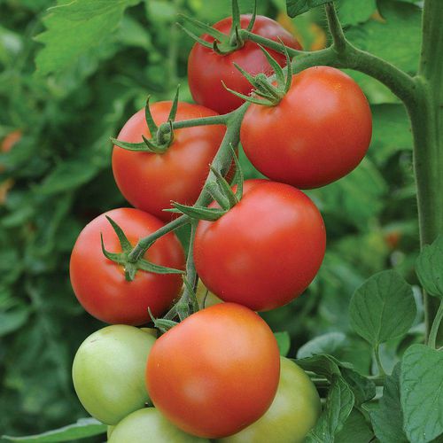 Semilla de tomate roja - Moneymaker - thompson-morgan - redonda