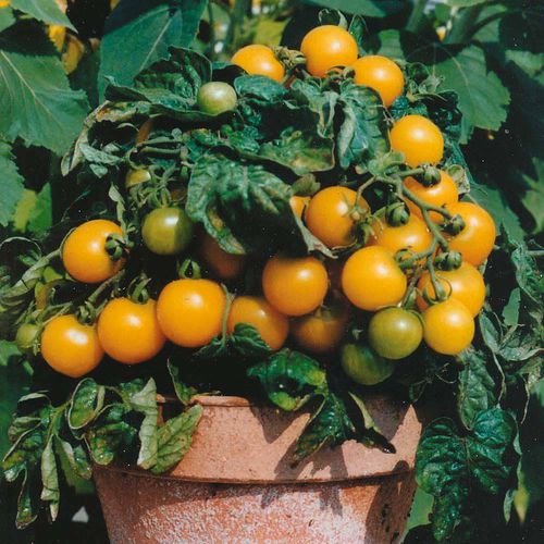 Semilla de tomate cereza amarilla - Balconi Yellow - thompson-morgan - redonda