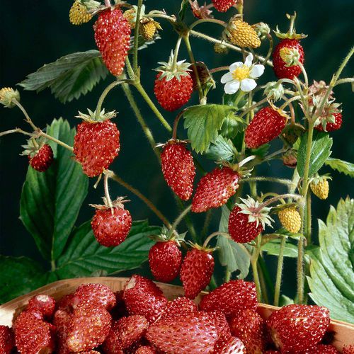 Semilla de fresa - Mignonette - thompson-morgan