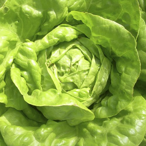 Semilla de lechuga de primavera - GLOIRE DE NANTES - SATIVA - de verano / resistente al crecimiento de los tallos