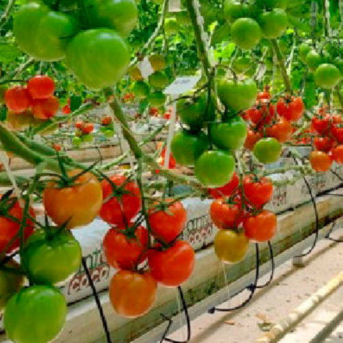 Semilla de tomate roja - Ronvine F1	 - nunhems - resistente al mosaico / redonda / híbrida