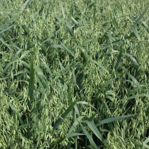 Semilla de avena tardía - PINNACLE - agriobtentions - de primavera / resistente al encamado / a prueba de frío