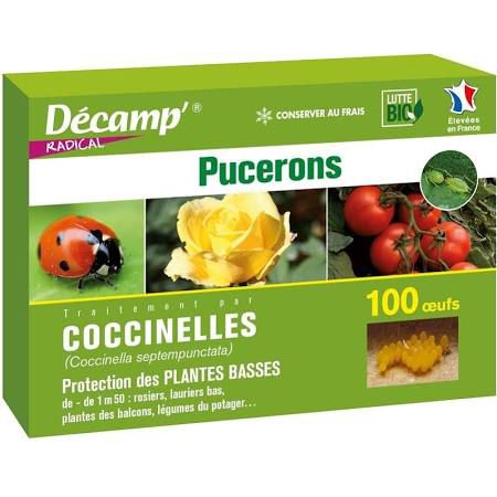 Mariquita pulgón - coccinelle Coccinella septempunctata - décamp' radical - larva / adulto / huevos