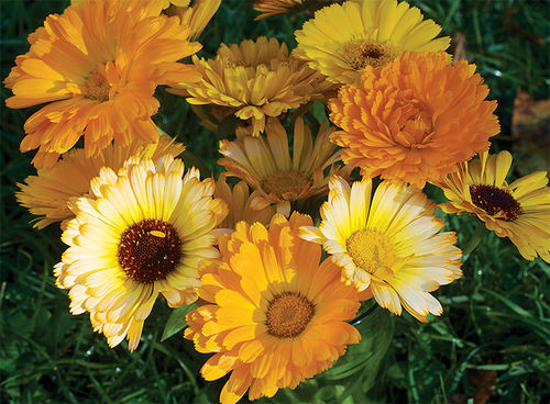 Semilla de flor anual - SW747 - Select Seeds - amarilla / para maceta / para corte
