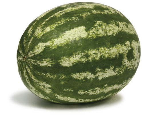 Semilla de sandía híbrida - OR-8402 - Origene seed