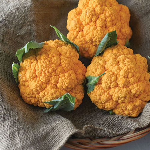Semilla de coliflor precoz - Clementine - johnnyseeds - anual / de verano / híbrida