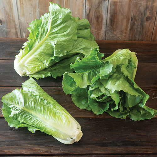 Semilla de lechuga precoz - Sunland - johnnyseeds - resistente al mosaico / de verano
