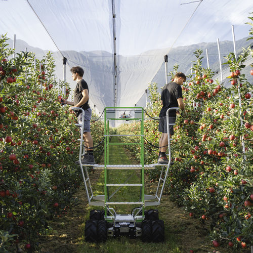 cesta elevadora eléctrica - Frucotec