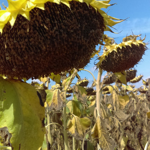 Semilla de girasol semiprecoz - MAS 830.OL - Mas Seeds - resitente a la esclerotinia / resistente al mildiu de las hojas / resistente a la foma