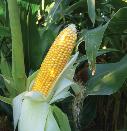 Semilla de maíz biológica - MAS 16.B - Mas Seeds - precoz / de ensilaje / resistente a la helmintosporiosis