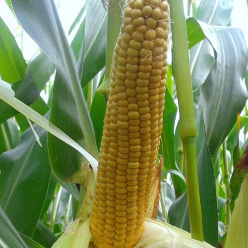 Semilla de maíz precoz - MAS 22.G - Mas Seeds - de ensilaje / resistente a la helmintosporiosis / resistente a la fusariosis