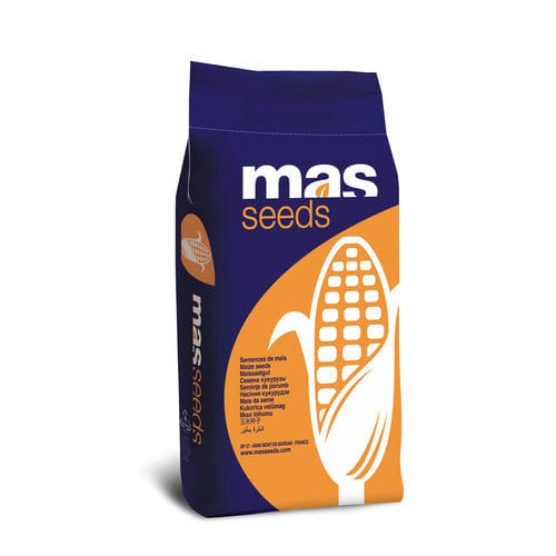 Semilla de maíz precoz - MAS 282K - Mas Seeds - de granos / resistente a la helmintosporiosis / resistente a la fusariosis