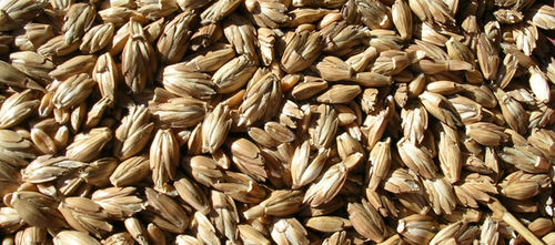 Semilla de escanda semitardía - Alkor - lemaire-deffontaines - de invierno / resistente a la fusariosis / resistente a la roya