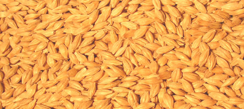 Semilla de cebada semiprecoz - Extase - lemaire-deffontaines - de primavera / resistente a la rincosporiosis / resistente al encamado