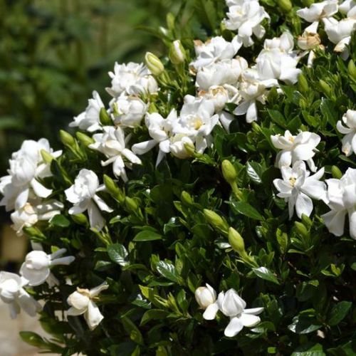 Plantón floral perenne - Frost Proof Gardenia - NatureHills - blanco / para maceta / resistente a los ciervos