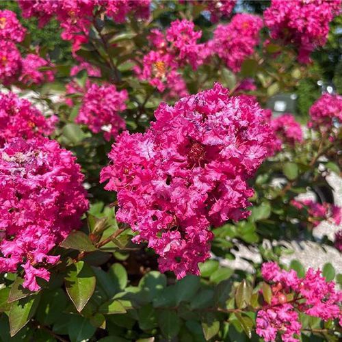 Arbusto con flor para macizo - GreatMyrtle™  - NatureHills - con flores rosa