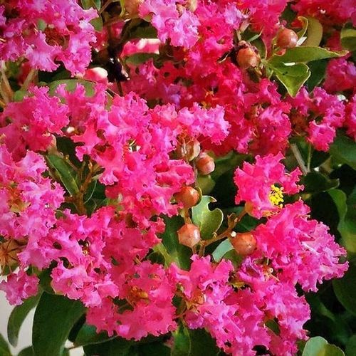 Arbusto con flor para macizo - GreatMyrtle™  - NatureHills - con flores rojas / con flores rosa