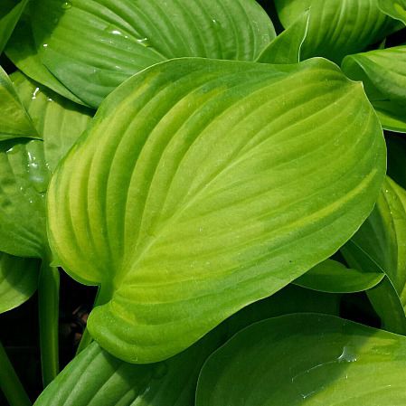 Planta verde perenne - Hosta  - Greenwood - para maceta / para jardín