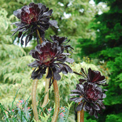 Planta suculenta perenne - ZWARTKOP - Avant gardens - para maceta / para jardín / resistente a los ciervos
