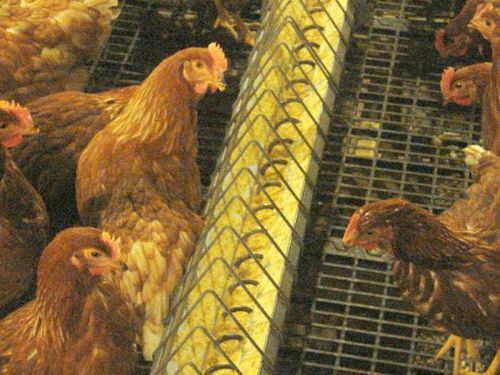 Comedero para aves de corral - ULTRAFLO® - choretime - de metal / fijado al suelo
