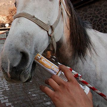 l carnitina para caballos CAR-L main image 0
