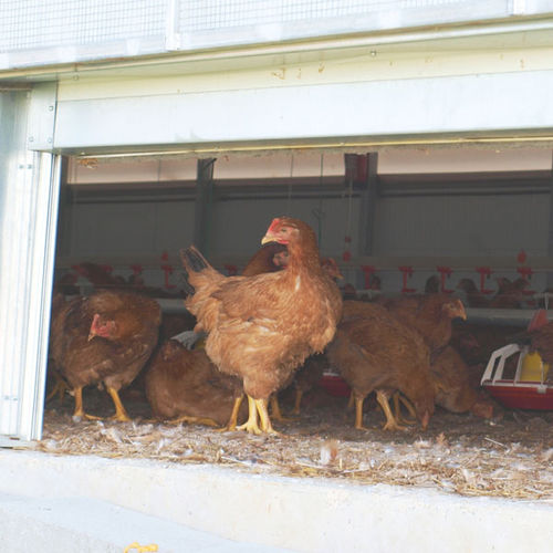 Establo crianza de aves - ASTHOR Stockage-Elevage - modular / con aislamiento térmico / hinchable